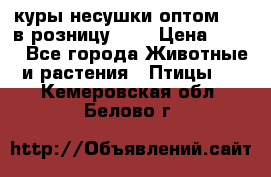 куры несушки.оптом 160 в розницу 200 › Цена ­ 200 - Все города Животные и растения » Птицы   . Кемеровская обл.,Белово г.